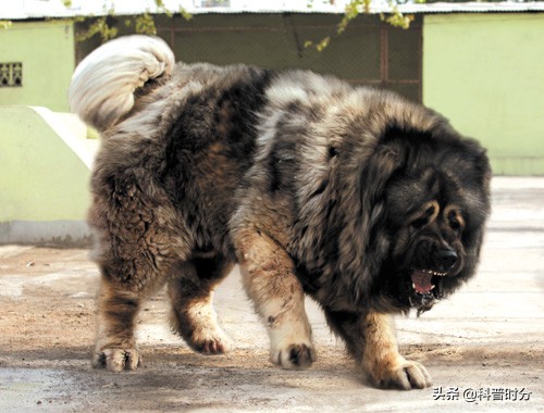 法国波尔多犬(世界上凶猛的十种狗，日本土佐犬上榜，藏獒排名第二)