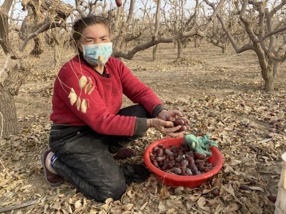 捡枣、筛选、拉运，一包和田玉枣背后的故事