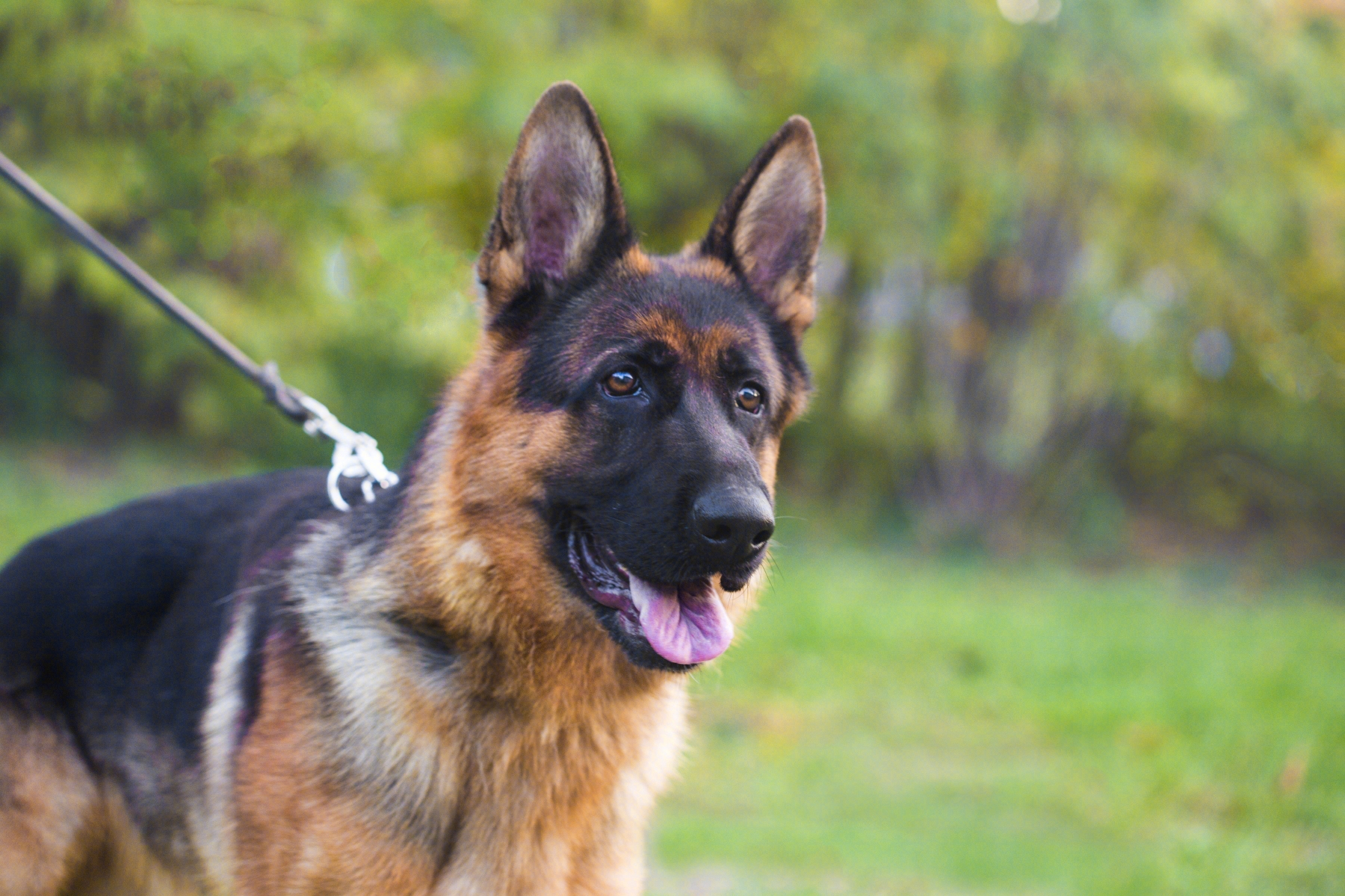 德國牧羊犬多少錢一隻,幼犬成年犬價格差異在這裡-寵物主人