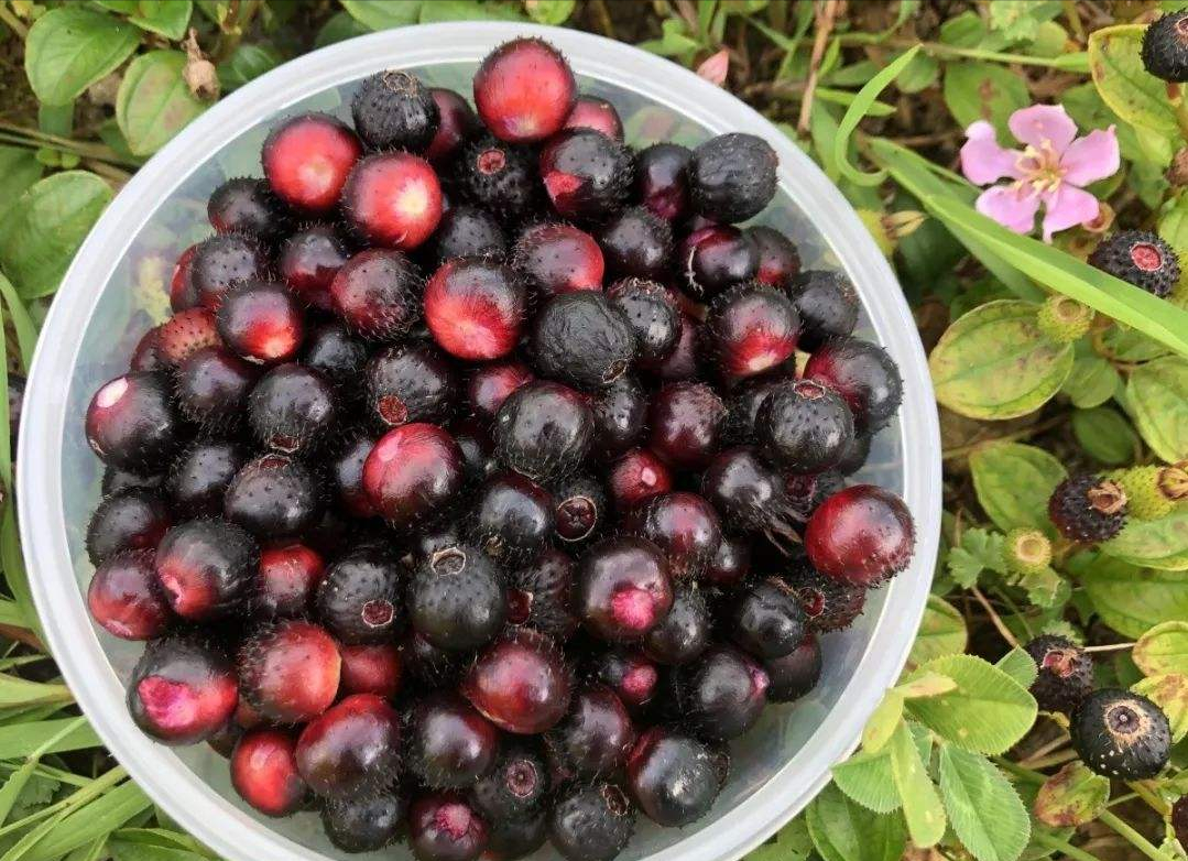 农村12种常见的野果可以泡酒,如果你家乡有,记得去采摘别错过