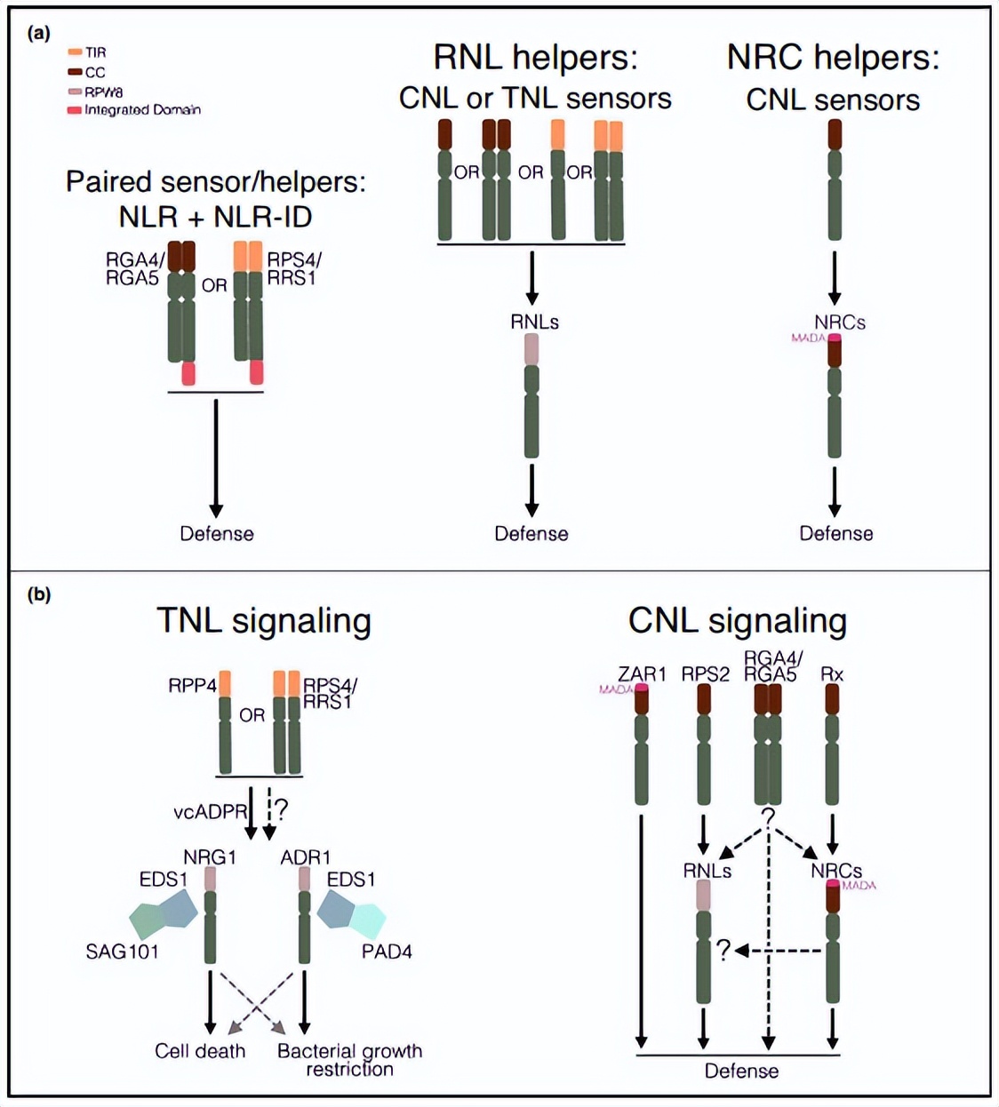 揭示了植物两种新型抗病信使及其作用机制，植物抗病领域重大突破