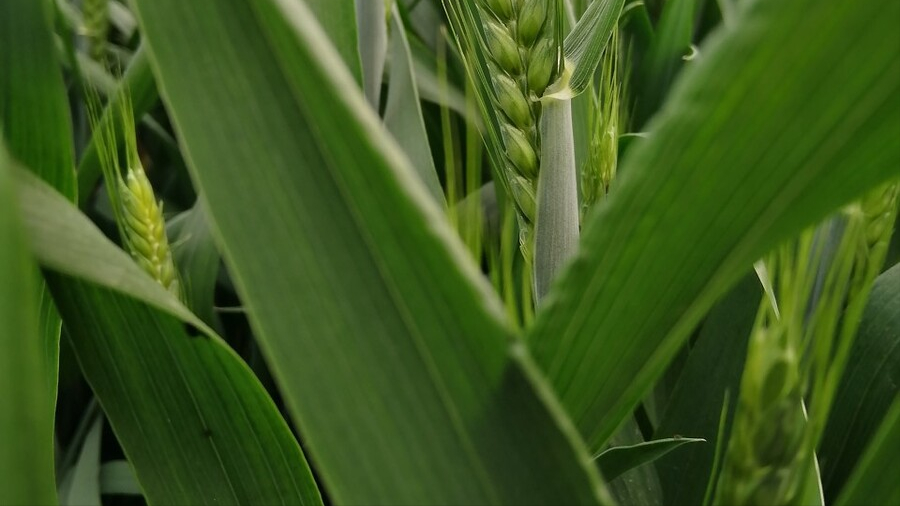 第14期/小麦返青期浇水，这两点很重要