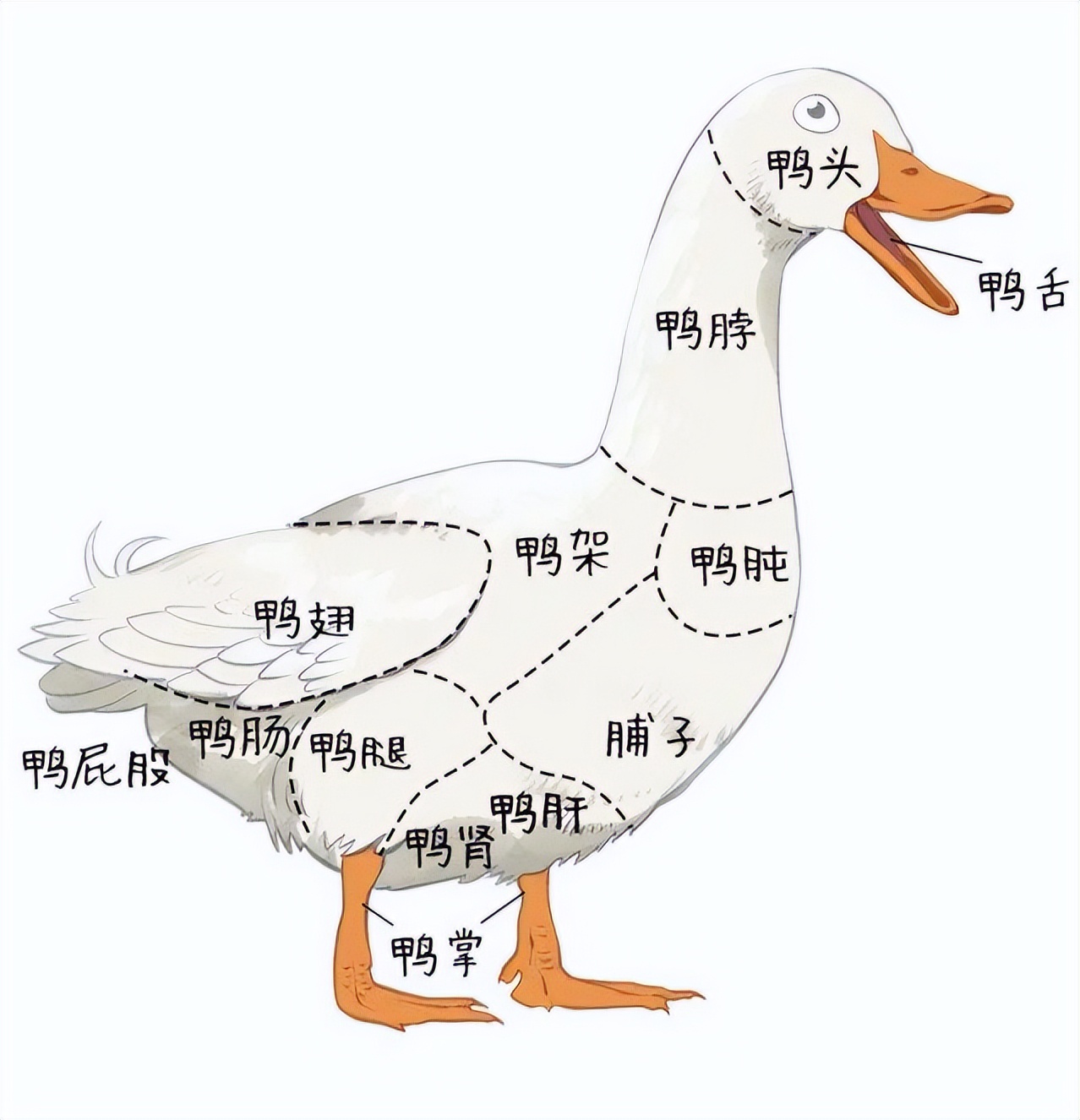 鸭子吃什么食物（成年鸭子吃什么食物）-第1张图片-尚力财经