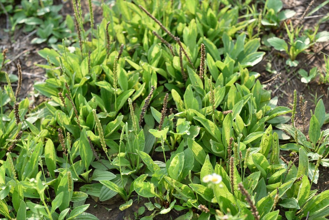 春天到了，30种野菜辨别图片，带你认识不同的野菜和吃法