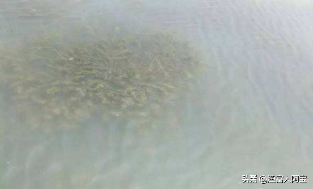 早春龙虾、螃蟹塘口水草挂脏处理方法
