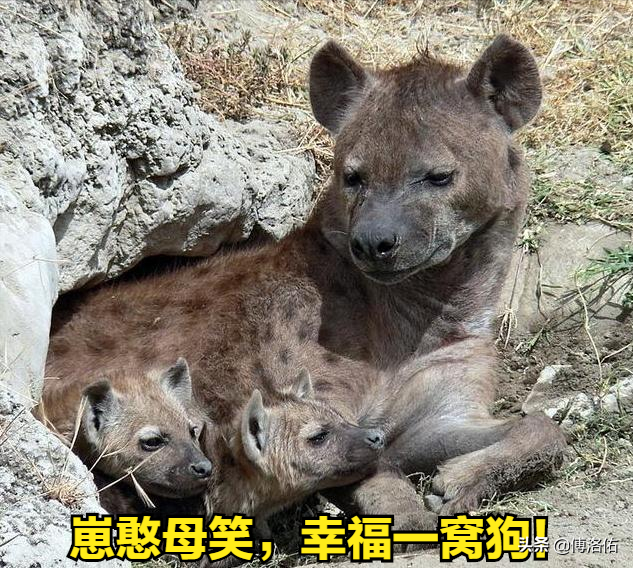 怪哉！掏肛之王斑鬣狗并非雌雄同体，雌兽身上的“丁丁”是假货