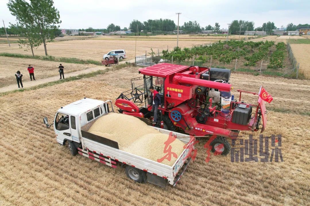 夏收第一鐮：數(shù)百臺(tái)東方紅小麥機(jī)出征記