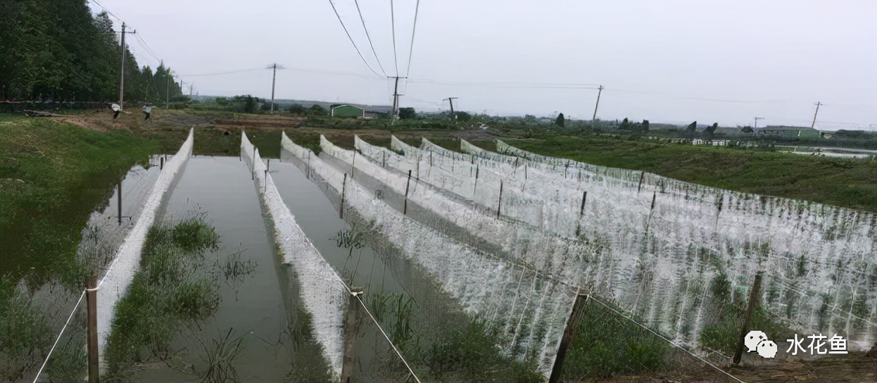 水产养殖尾水处理——多级人工湿地净水技术