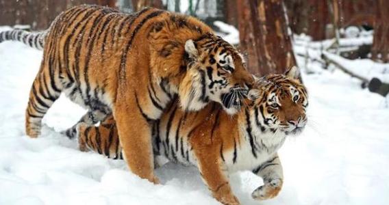 狮子和老虎有生殖隔离,为什么狮虎兽还能交配生下后代?