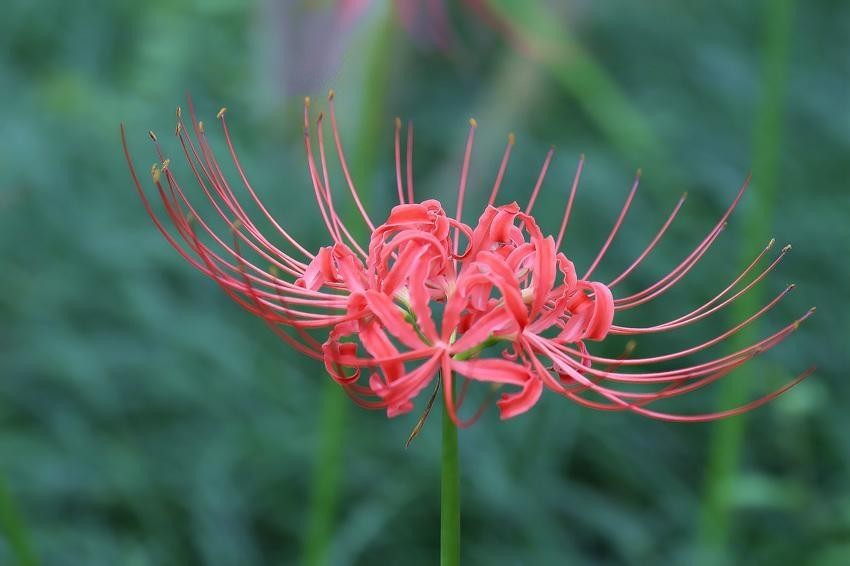 白色彼岸花（这种花真的适合家养吗小编告诉你答案）