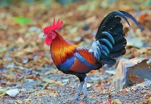 为何有的公鸡打鸣停不下来公鸡为什么不停的打鸣