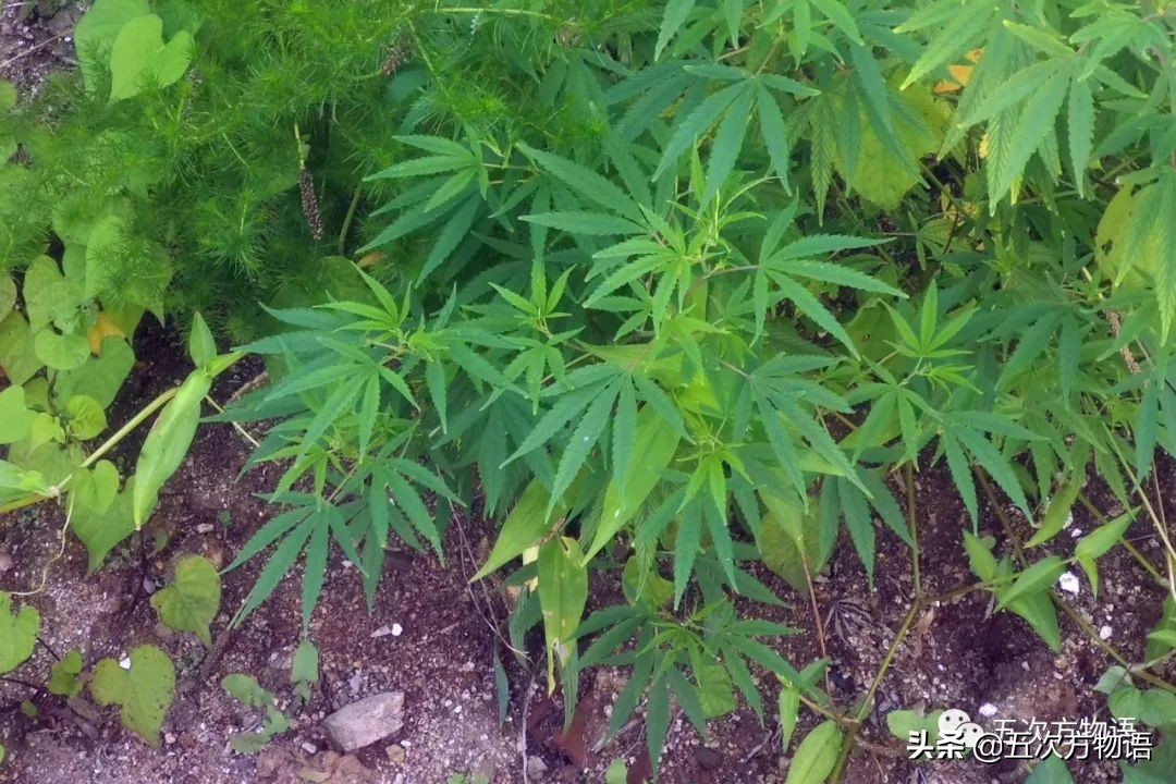 大麻图片「麻叶图片大全」-皮皮自媒体
