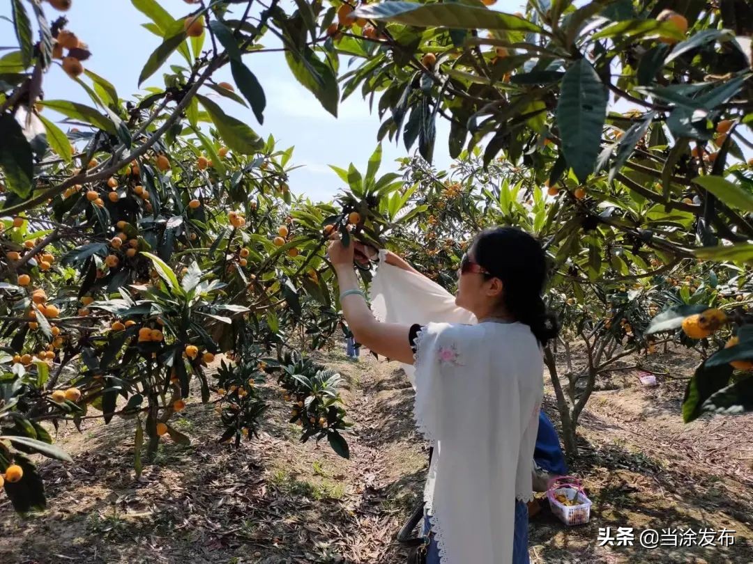 安徽当涂：大青山的枇杷熟了！