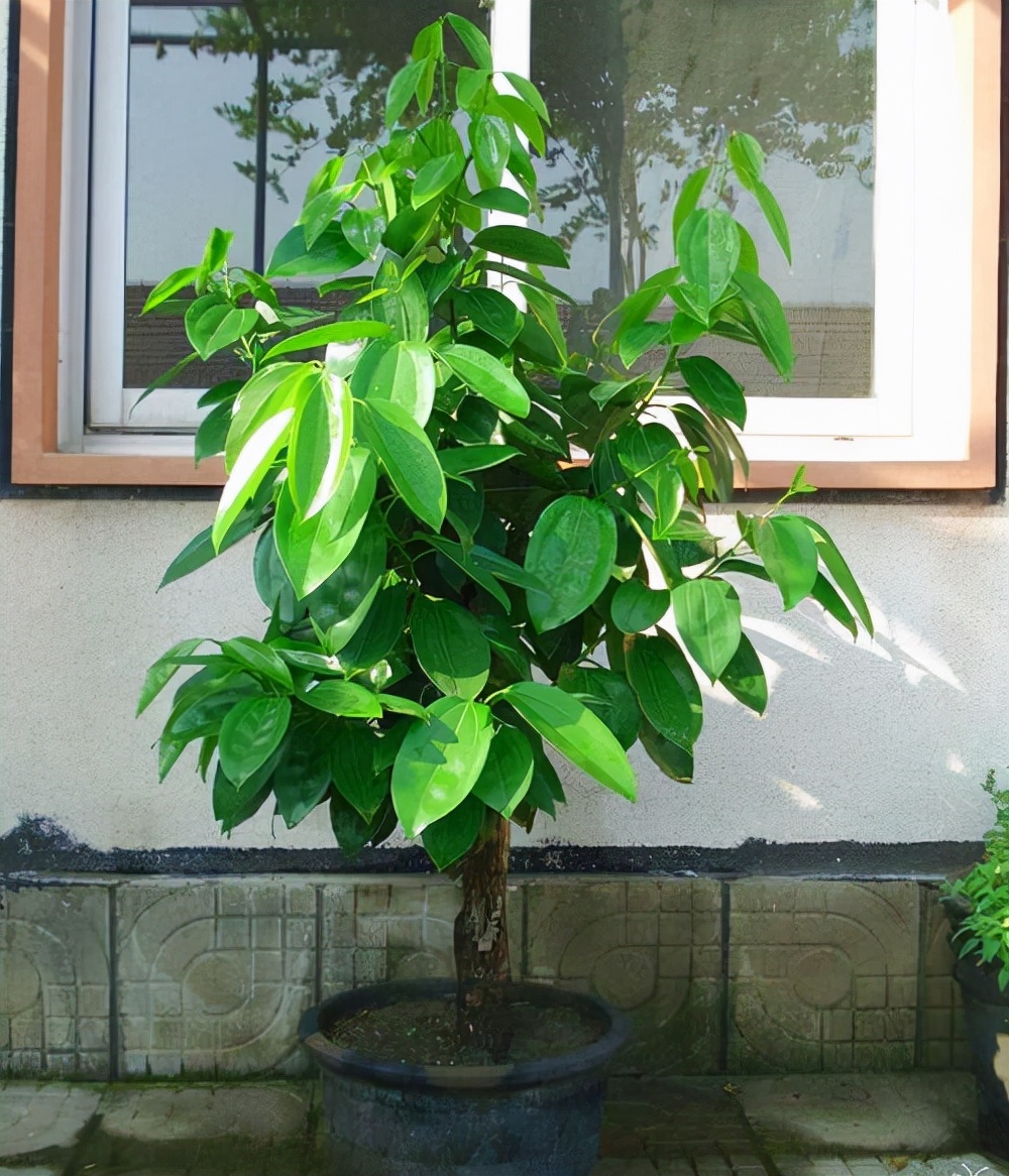 西府海棠多少钱一棵(6种吉祥树) - 价格百科