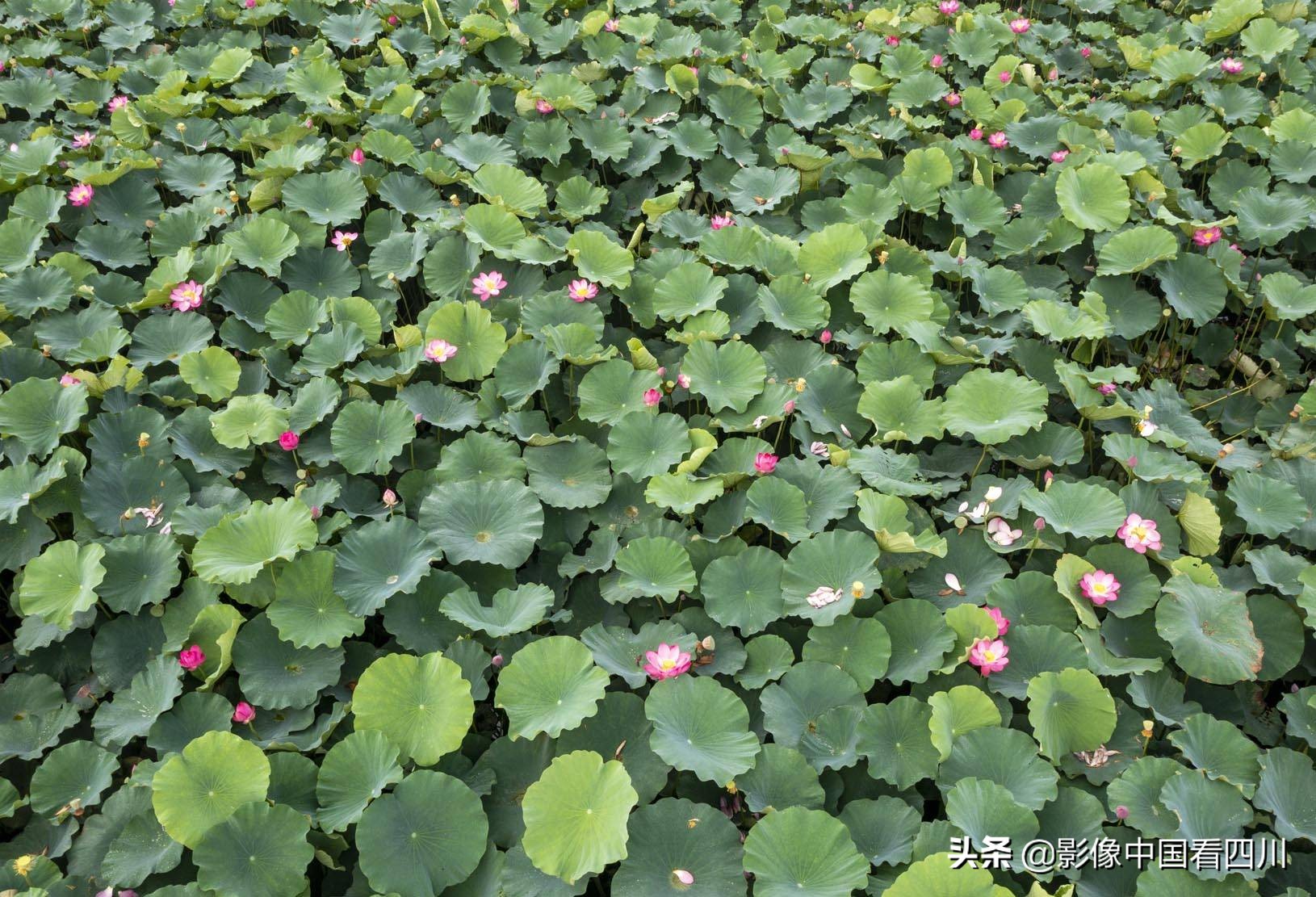 仁寿方家：映日荷花别样红