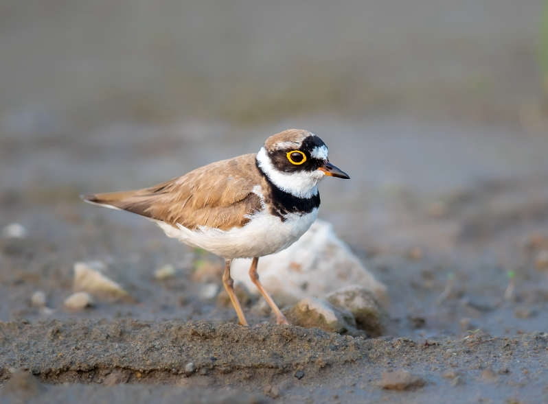 鸸鹋怎么读 鸸鹋的正确读音-大连问答网
