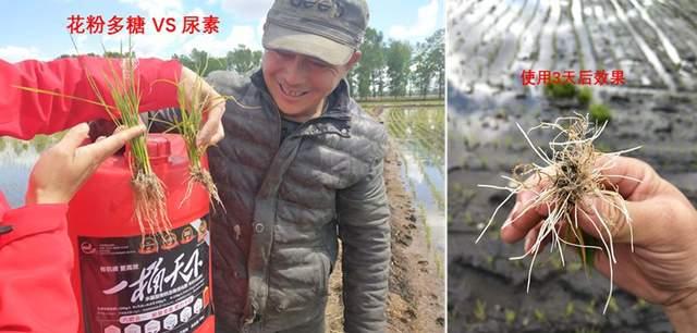 花粉多糖肥好用吗？怎么用？一文说清楚