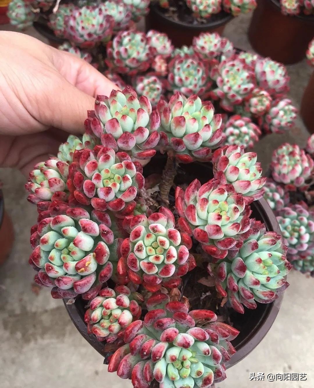 适合新手养的10种多肉，春天温度高，发根快，不怕养不活