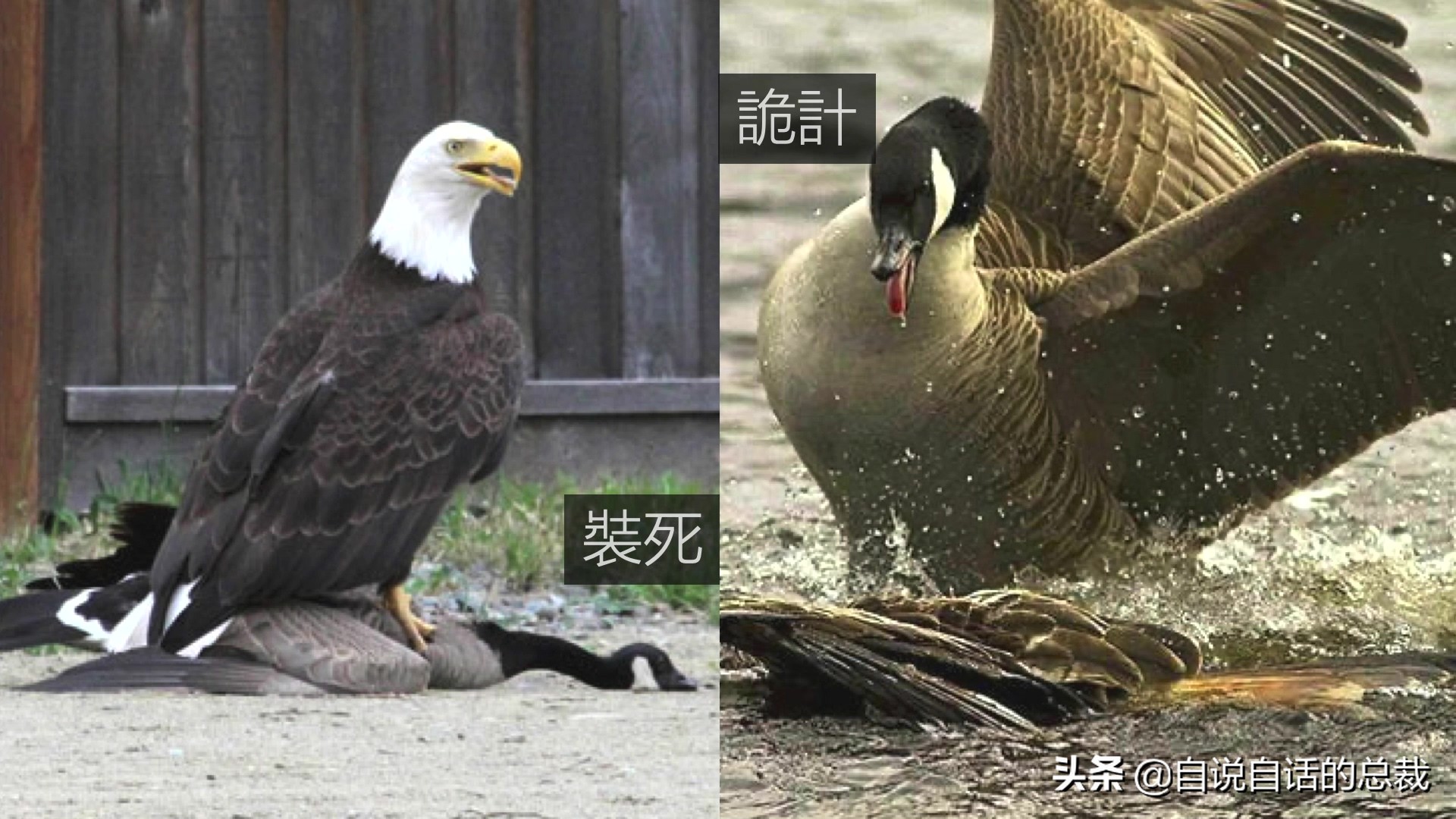 为什么动物都怕鹅？有鹅的地方没有蛇？大鹅的真实面貌超出你想象