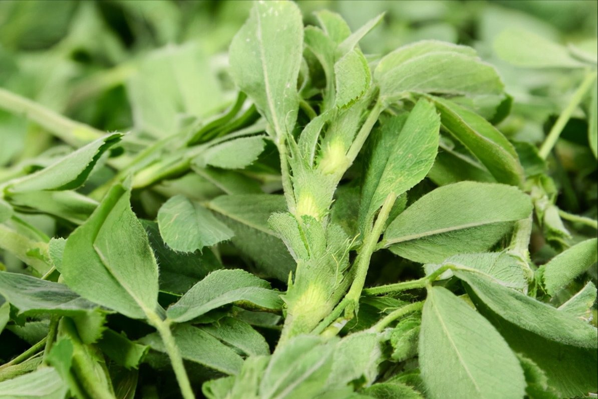春天到了，30種野菜辨別圖片，帶你認識不同的野菜和吃法