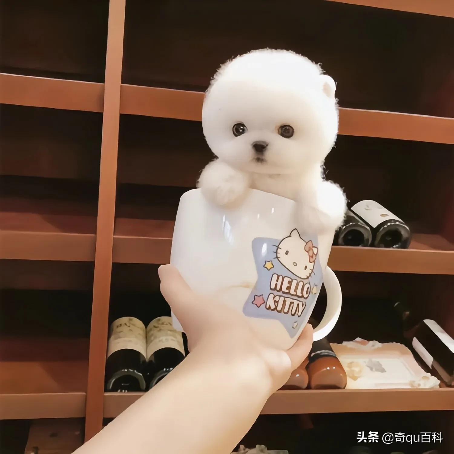 茶杯犬背后残忍的真相