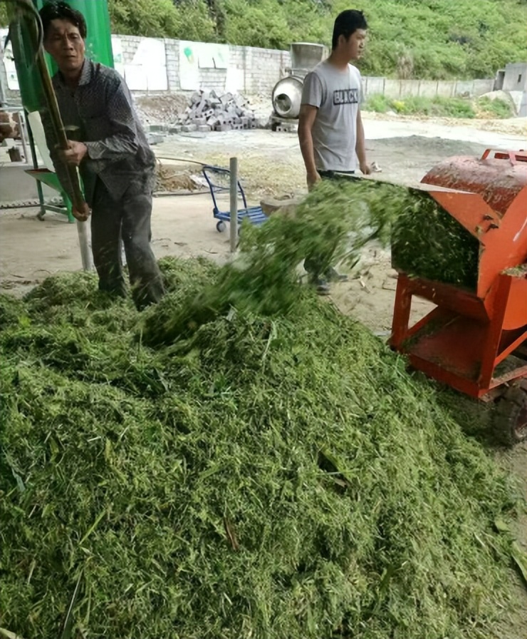 种植牧草养殖的好处和牧草的利用