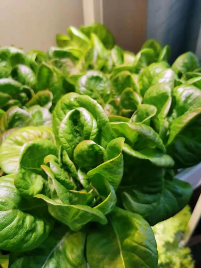 北理工学子用AI种出“零碳”零农残的绿色“科技蔬菜”