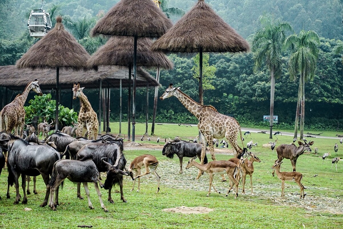 長隆動物園遊玩攻略 廣州長隆好玩嗎-世界十大之最