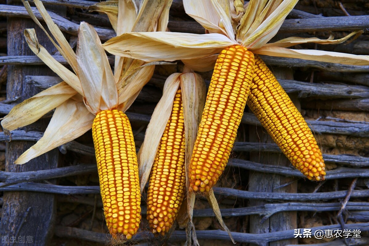 目前干玉米市场价多少钱一斤？2022年1月份全国玉米价格行情预测