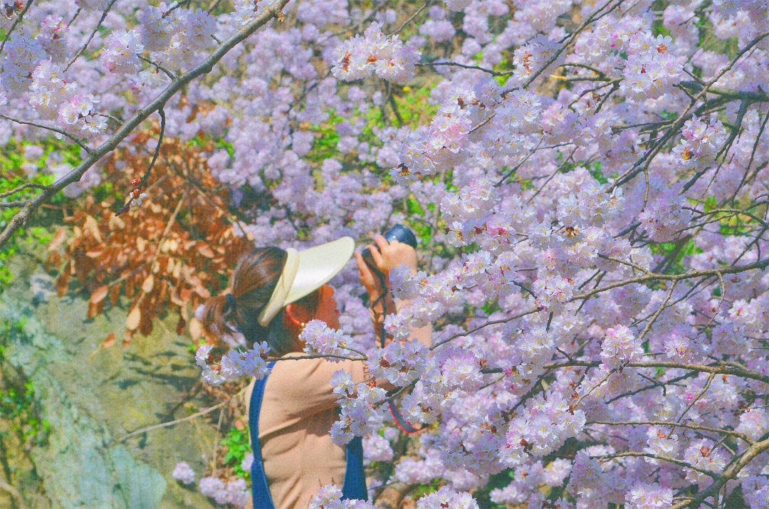 武汉自驾2H，打卡高山野樱花瀑布~花间漫步，自在山居，太浪漫