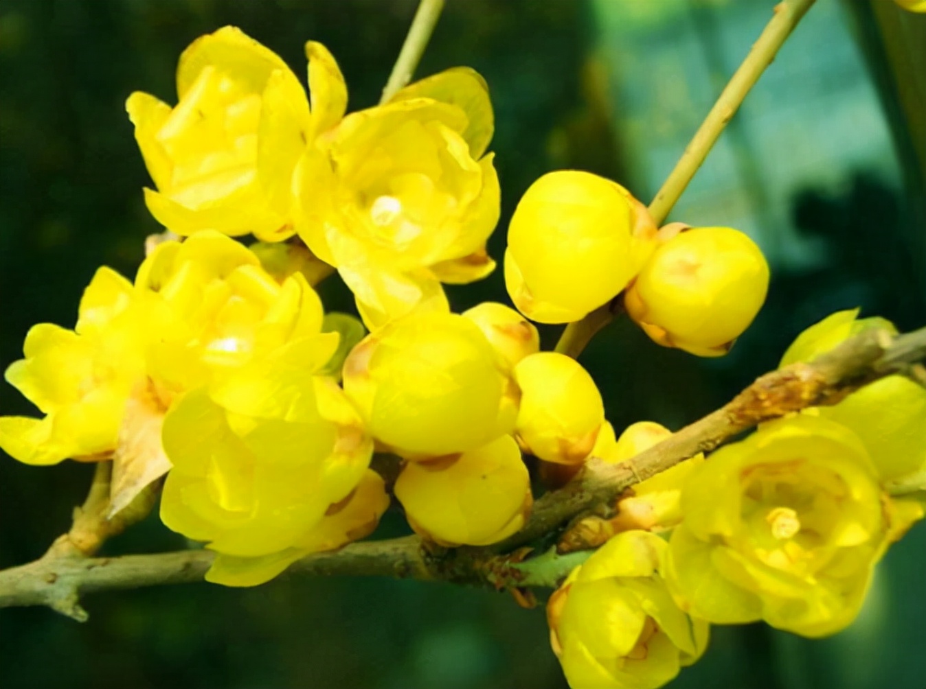 梅花和腊梅的区别(腊梅和梅花有6大不同)