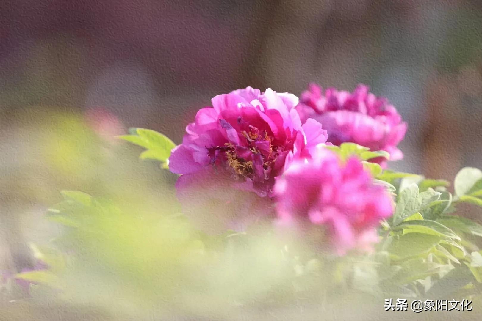 诗词/摄影欣赏：《国粹》《朱顶红》《待到山花烂漫时》「281」