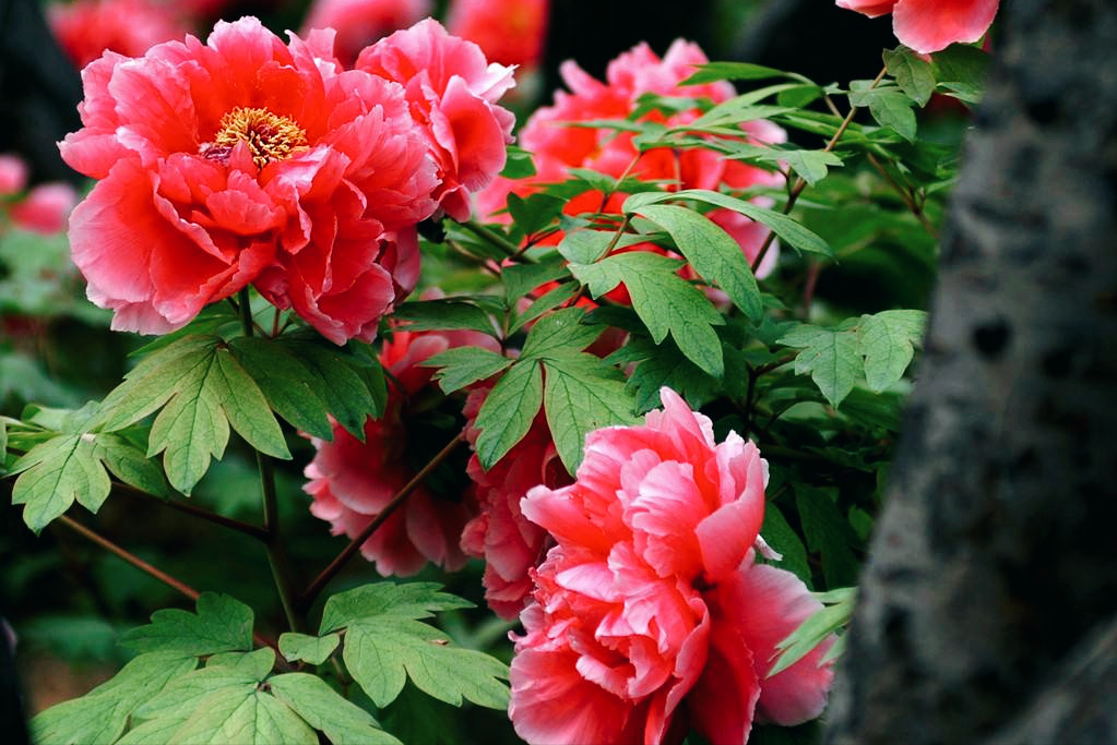 18首关于牡丹花的诗词：惊艳妖娆，绚丽如梦，一美千年