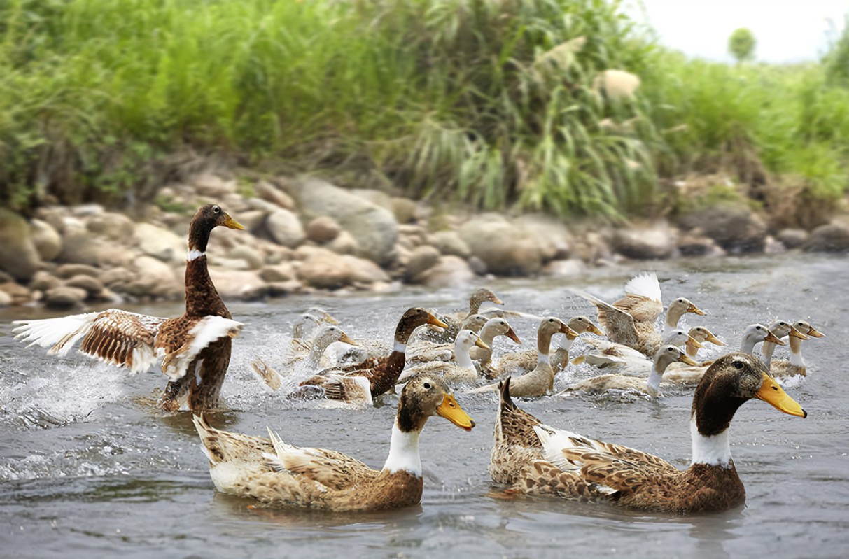 麻鸭到底有多厉害?