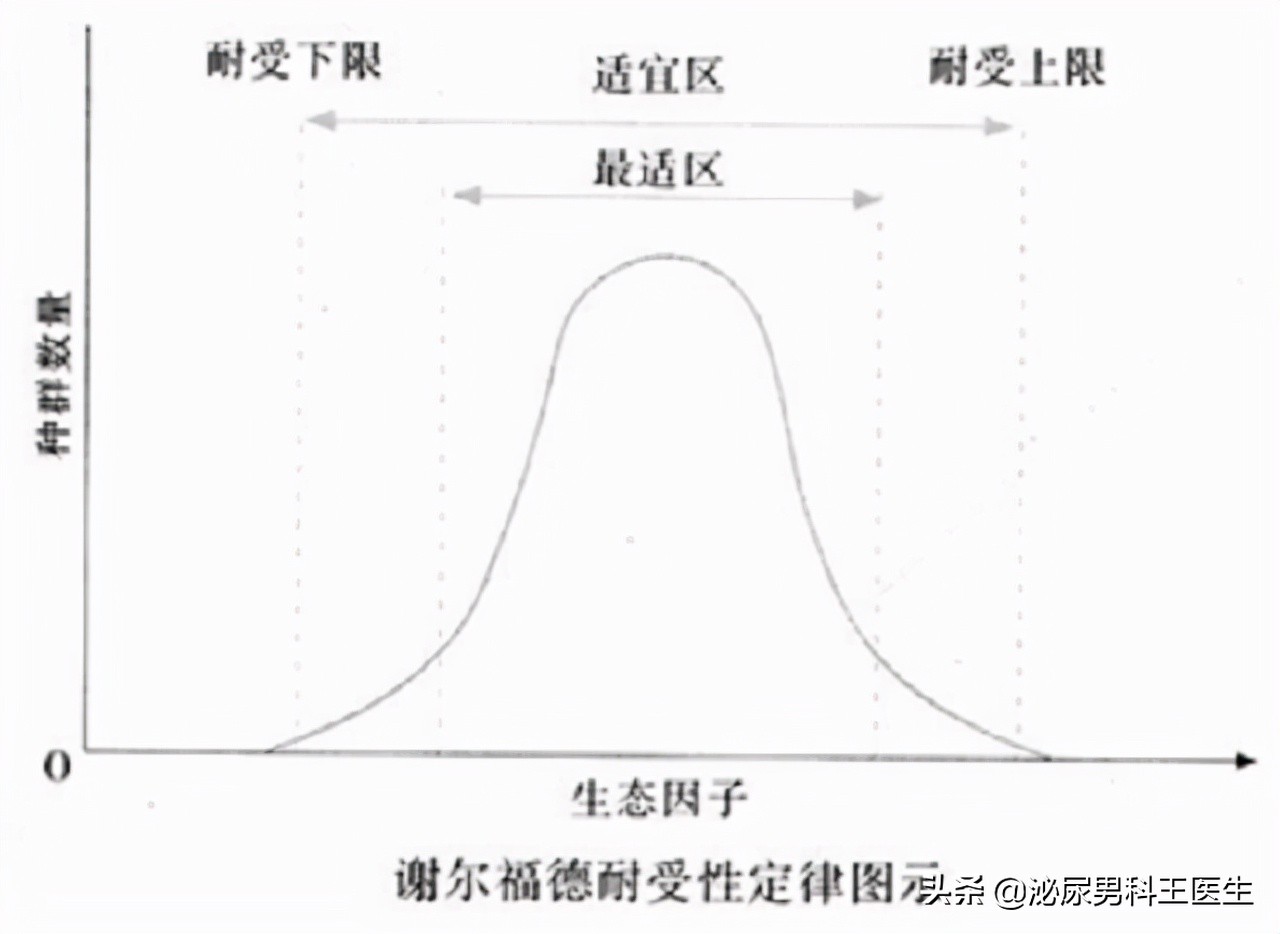 中老年男性使用西地那非的常规频率是多少？经常使用如何规避风险