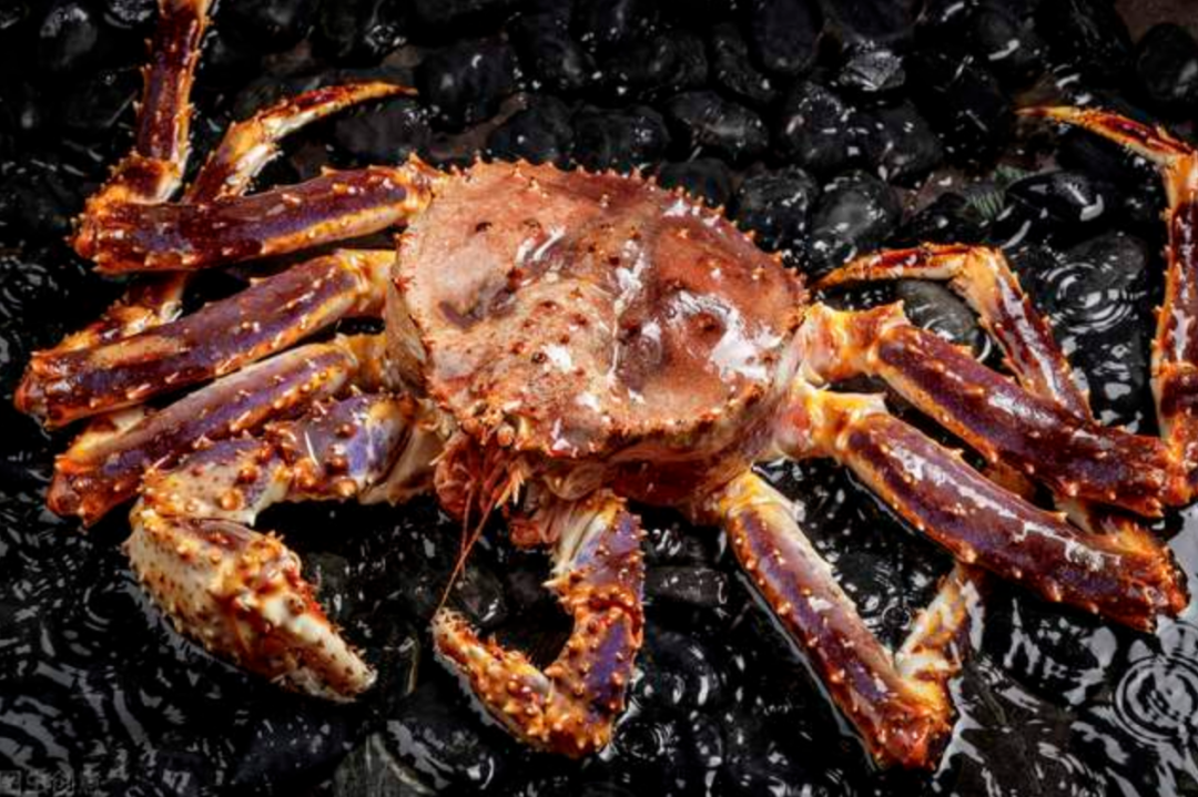 帝王蟹若入侵全世界会有多可怕？每吃一只，都是在“拯救世界”