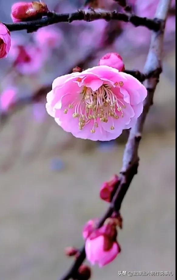 春色满园花盛开，群蜂恋蕊采蜜来