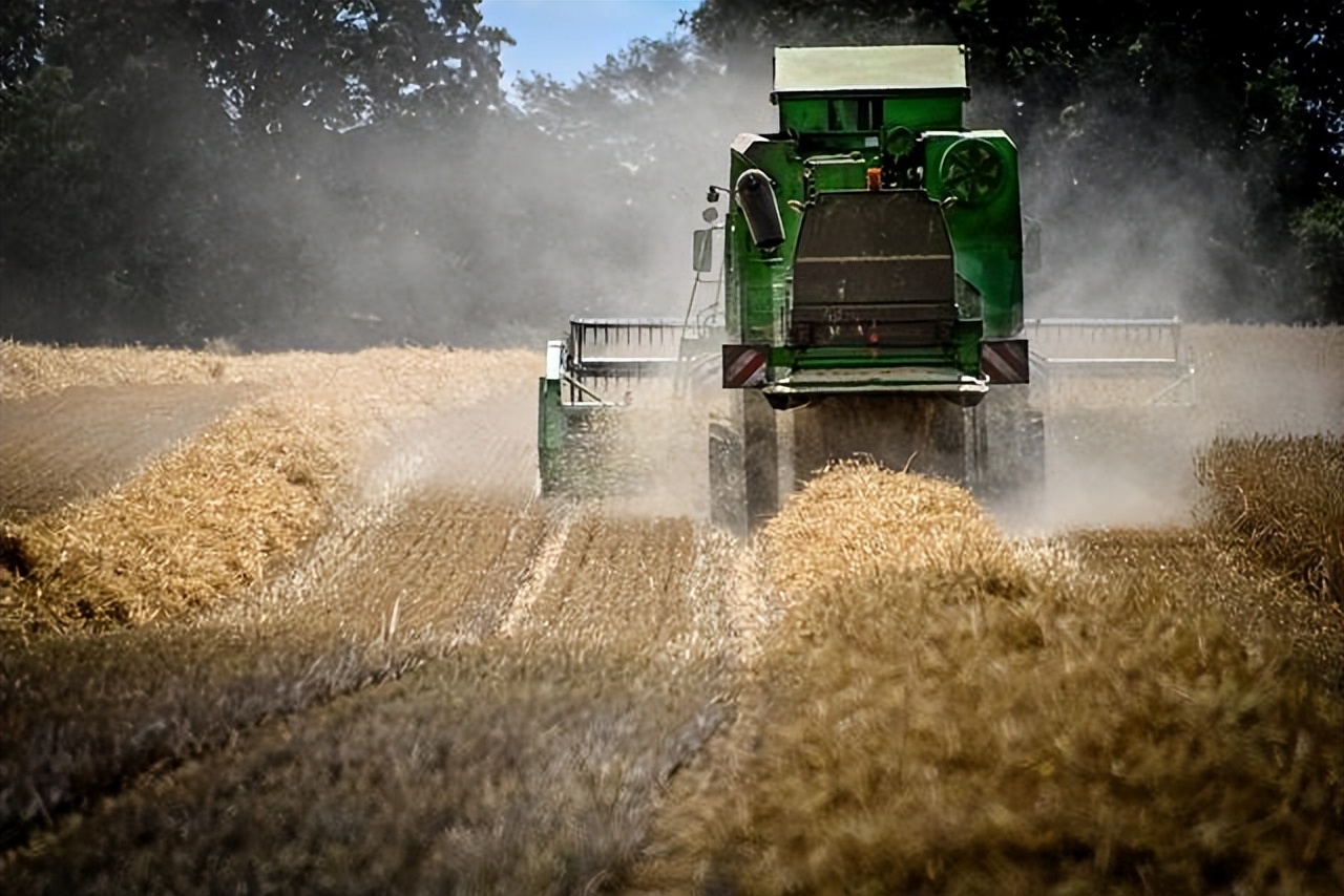 为何欧洲大量种植大麦，而我国为何宁愿花重金进口，也不种植大麦
