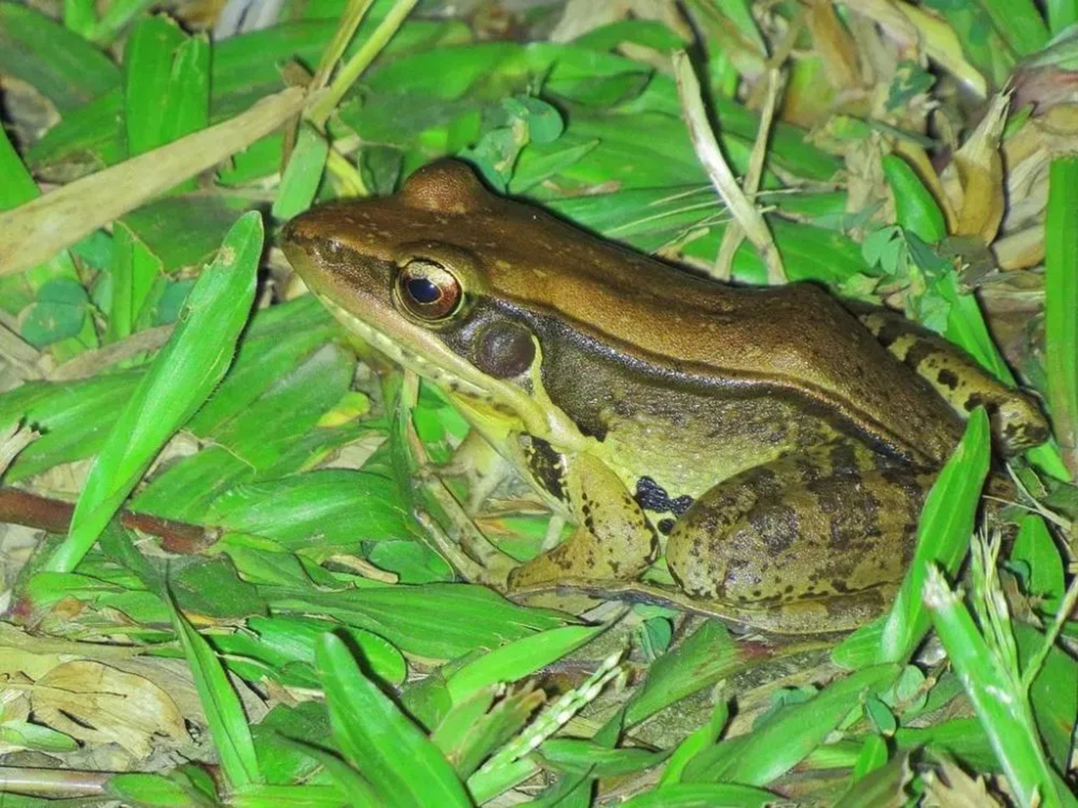 田鸡是青蛙吗 田鸡和林蛙的区别-文化号
