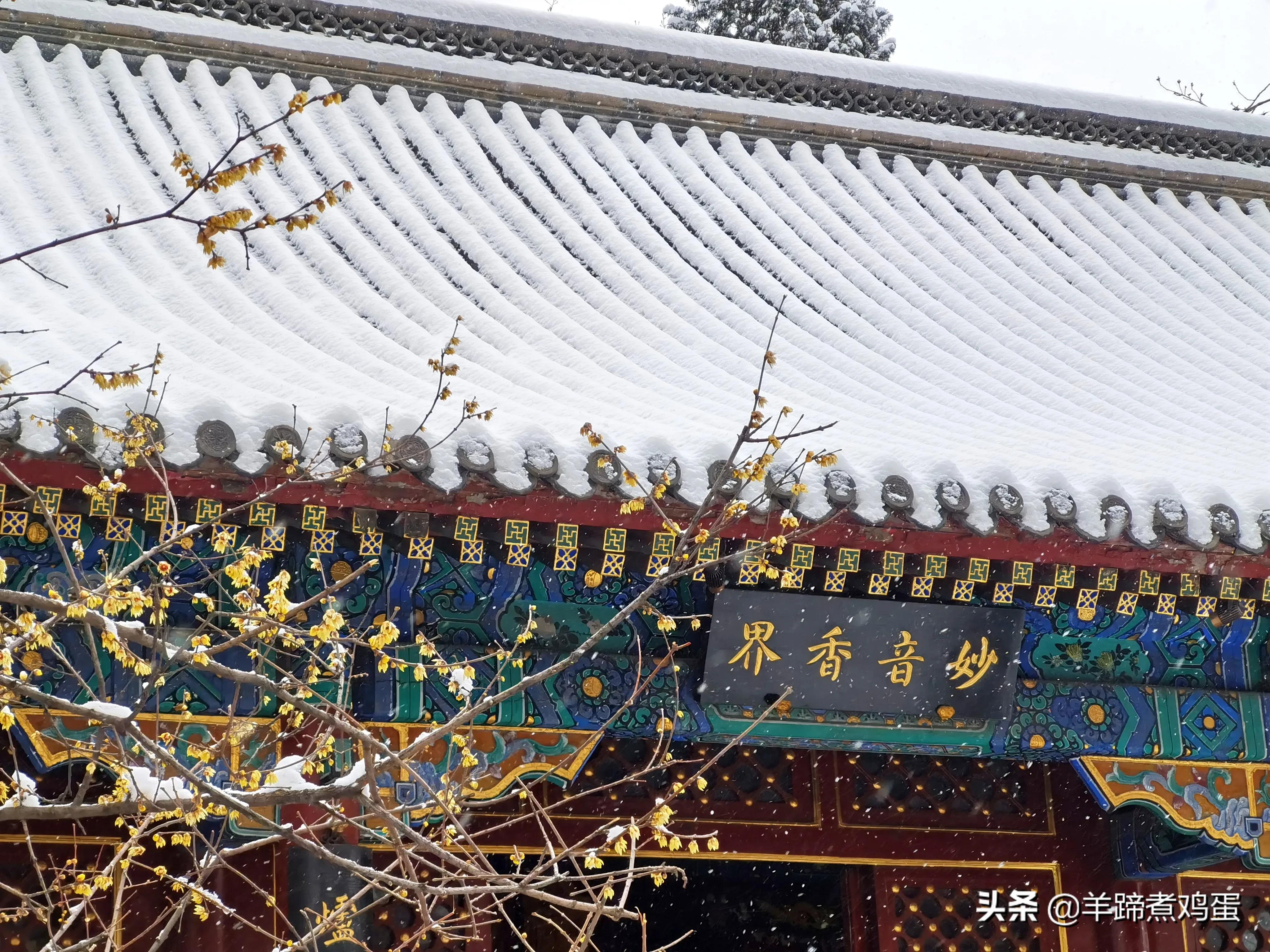 难览观园全画景雪覆腊梅一隅香——踏雪寻游北京大观园