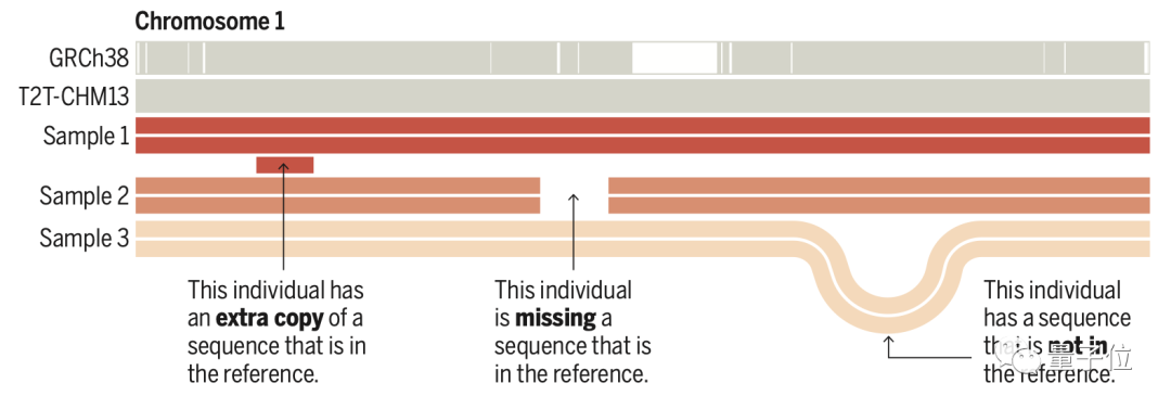 人类基因组最后一块拼图完成！Science罕见6篇连发
