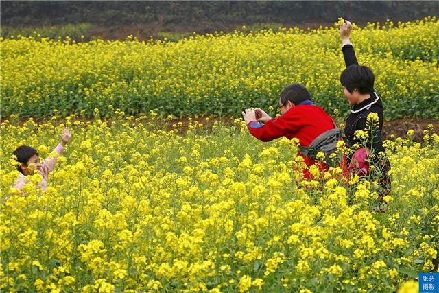 阳春三月，广东石门油菜花田乡村美，春天赏花拍照踏青好去处