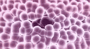 ��Ϊ���˵İ��أ������������17��Ⱦɫ���У��ܷ�򿪻�������