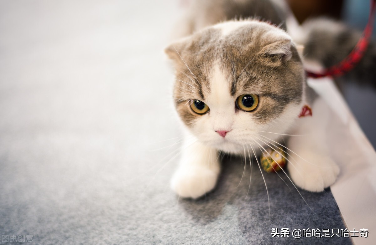 猫咪的语言你了解吗？猫咪语言大揭秘