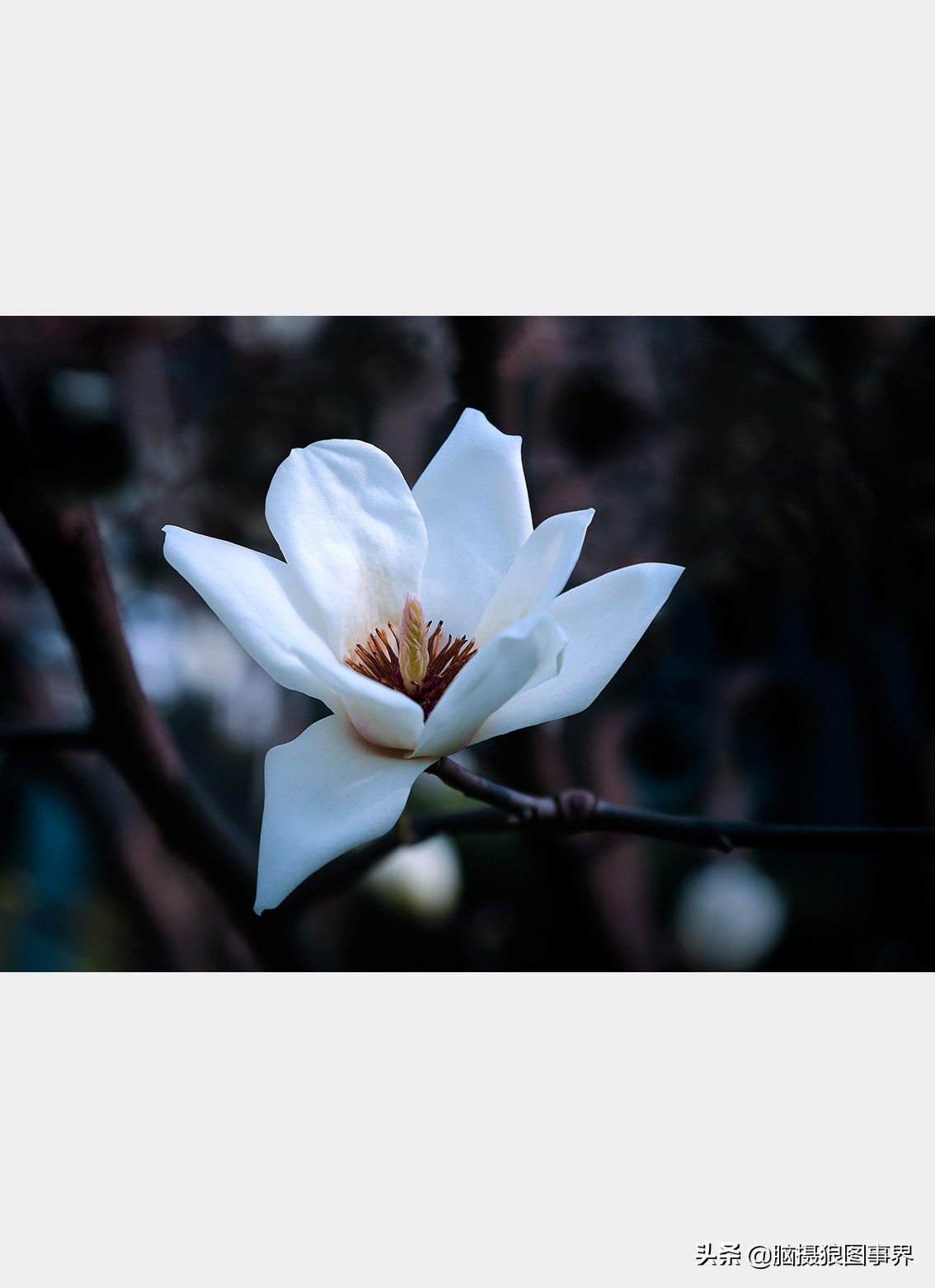 玉蘭花圖片,玉蘭花圖片大全大圖
