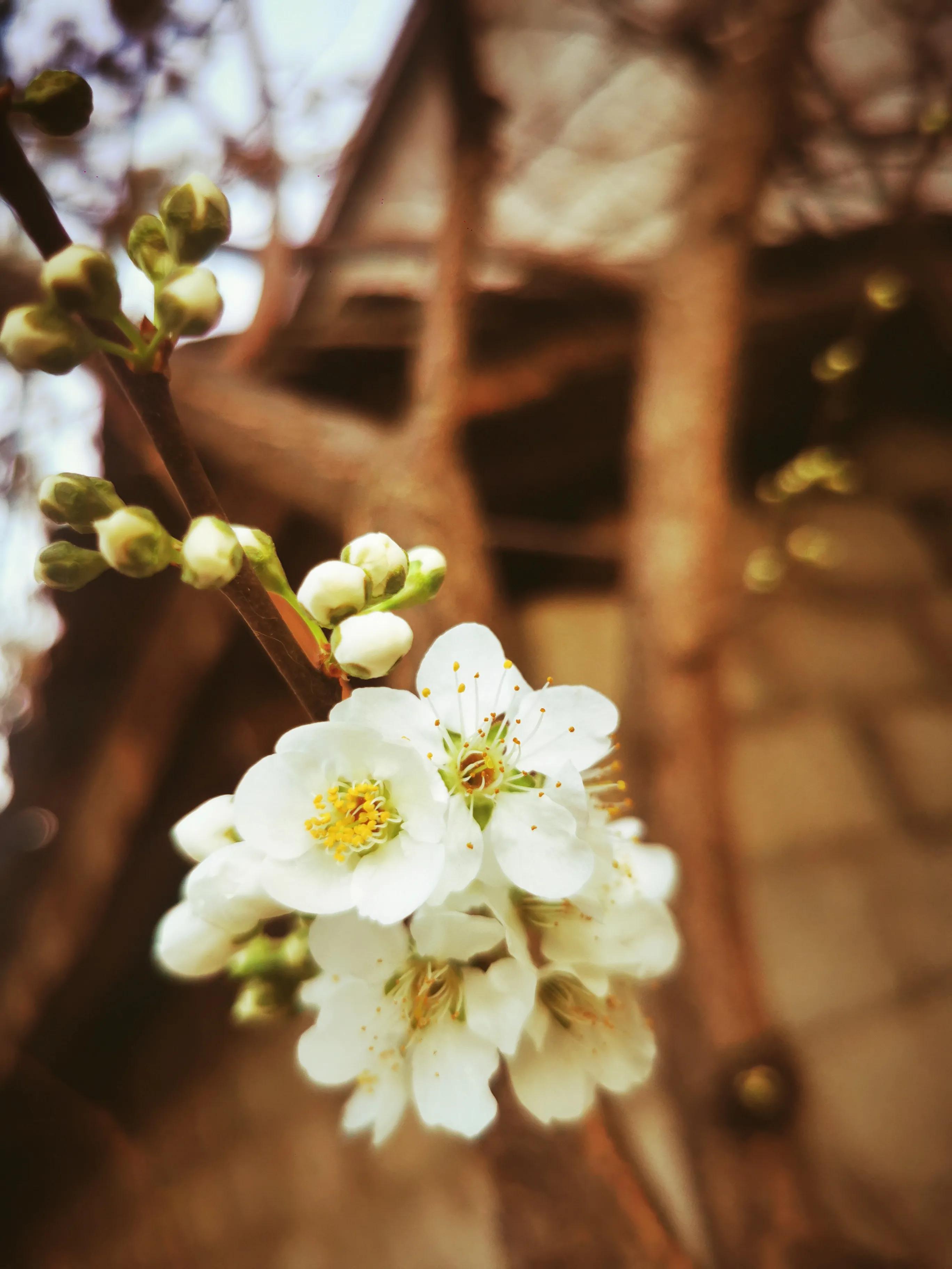 女人如花，花似梦