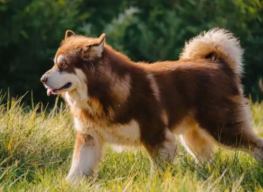 阿拉斯加犬和哈士奇，有啥区别？区别大了