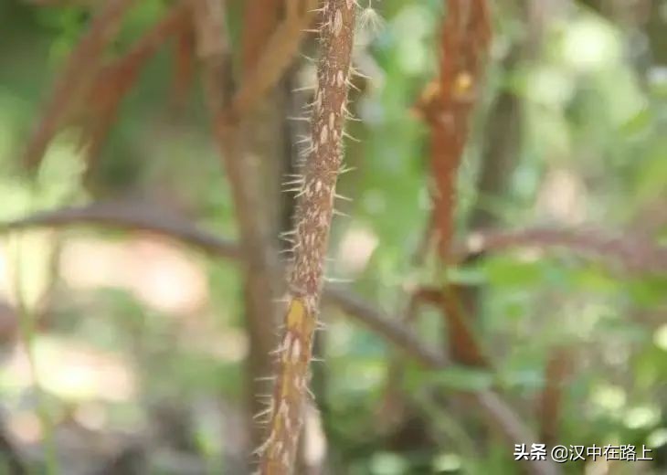 漢中濱江新區(qū)金牛路——“月季大道”上線了