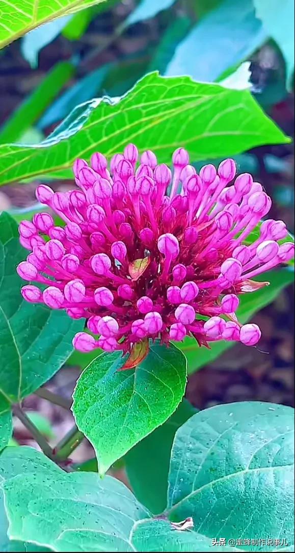 一路鲜花相伴，一路芬芳相随