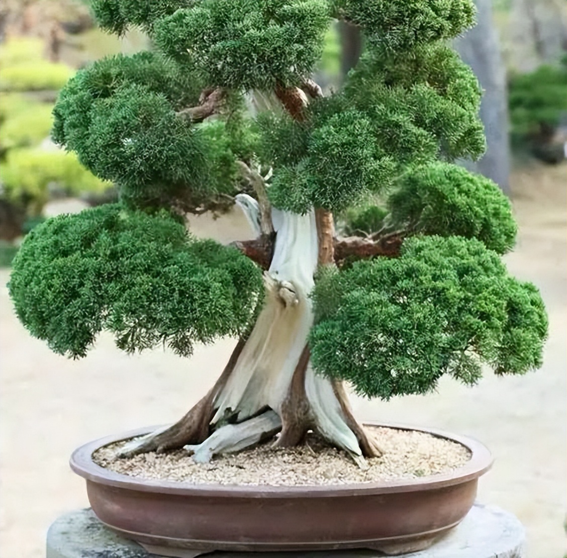 门口栽什么树镇宅旺财(自家门口种什么树最招财镇宅) - 泉兴百科